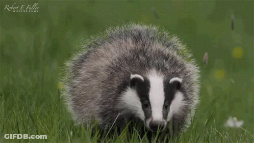 Badger Standing In Grass Robert E Fuller Wildlife Films GIF