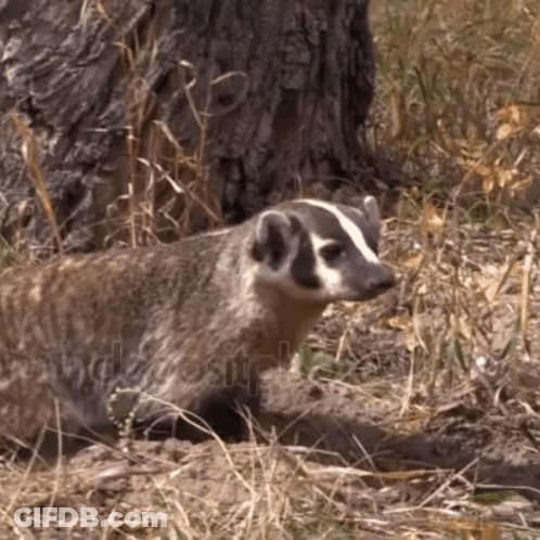 Badger Standing Next To Tree In Field GIF