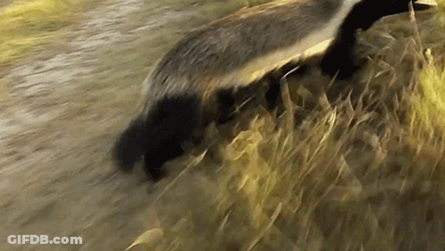 Badger Walking Through Grassy Field GIF