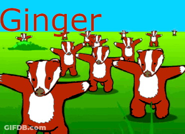 Badgers Dancing With Ginger In Red GIF