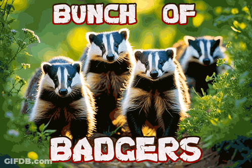 Badgers Standing Next To Each Other On Poster GIF