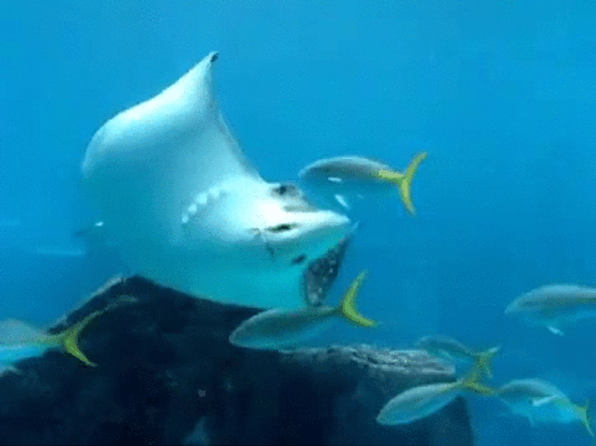 Bahamas Marine Life GIF