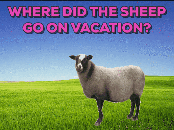 Bahamas Sheep Joke GIF