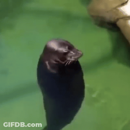 Baikal Seal Head Spinning GIF