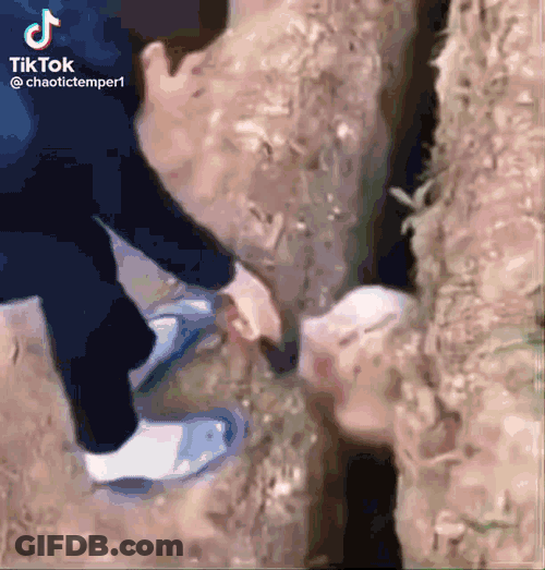 Bakasta GIF