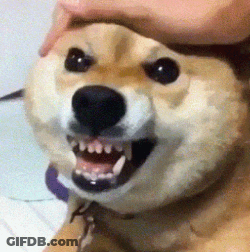 Bald Beard Man Smiling I'm An Idiot GIF