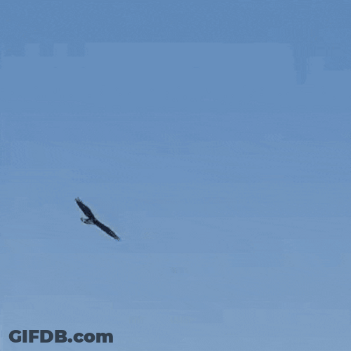 Bald Eagle Almost Fell GIF