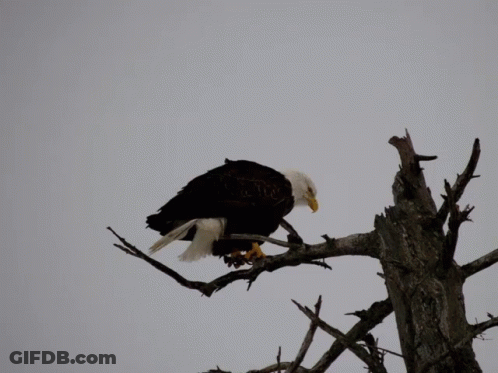 Bald Eagle American Flag Happy Fourth Of July GIF