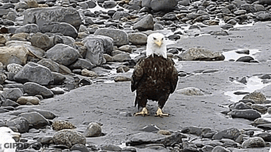 Bald Eagle Approaches Other Birds GIF