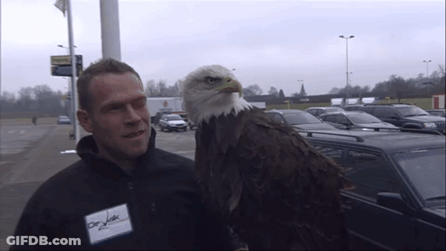 Bald Eagle Attentive GIF