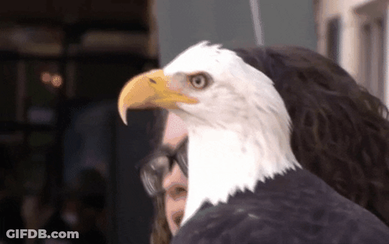 Bald Eagle Beak Opens GIF