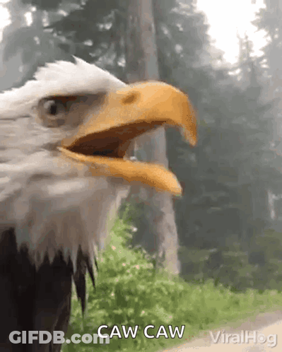 Bald Eagle Caw Caw GIF