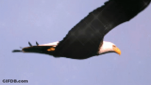 Bald Eagle Double Dougs GIF