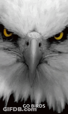 Bald Eagle Face With Go Birds GIF