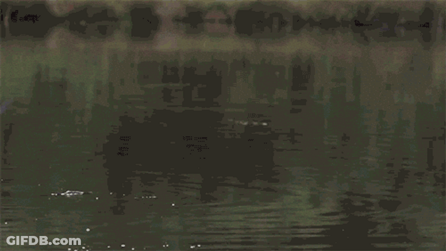 Bald Eagle Fish Hunting GIF