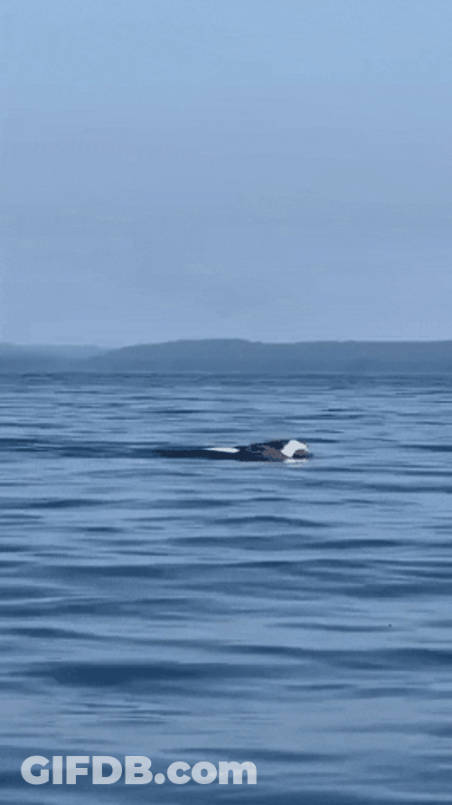 Bald Eagle Floating On Sea GIF