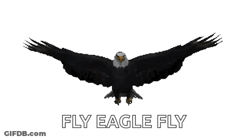 Bald Eagle Flying Fly Eagle Fly GIF