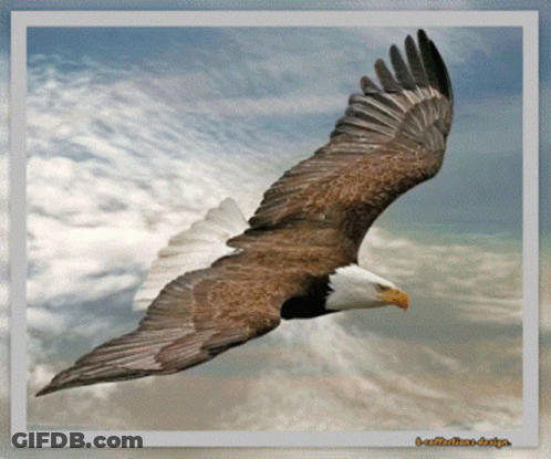 Bald Eagle Flying In Cloudy Sky I-Reflections Design GIF