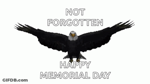 Bald Eagle Flying Not Forgotten Happy Memorial Day GIF