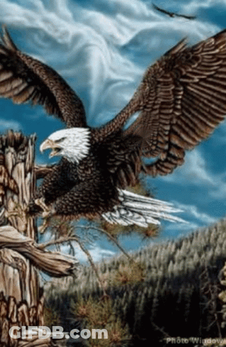 Bald Eagle Flying Over Tree Stump GIF
