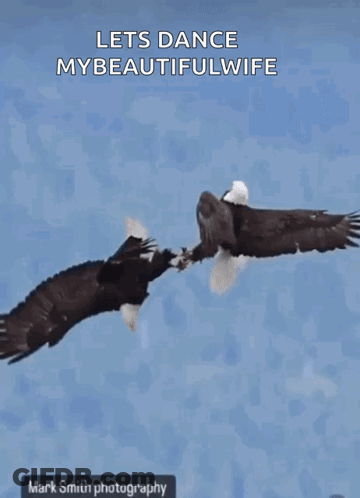 Bald Eagle Flying Over Water Lets Dance My Wife GIF