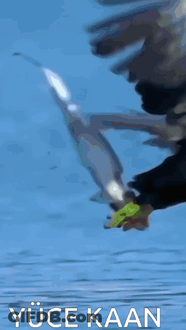 Bald Eagle Flying Over Water With Yüce Kaan GIF