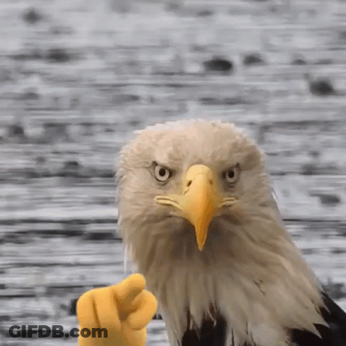 Bald Eagle Flying Through Clouds GIF