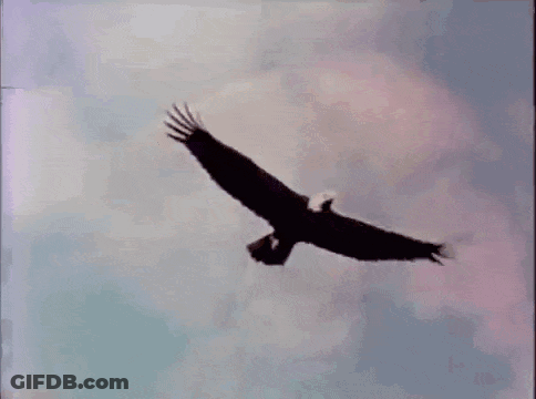 Bald Eagle Flying Through Clouds GIF