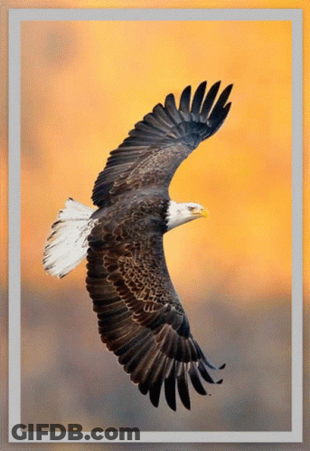 Bald Eagle Flying With Wings Outstretched GIF