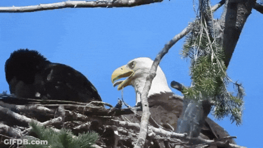Bald Eagle Guarding Nest GIF