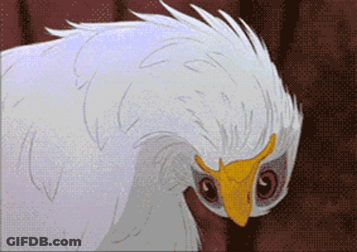 Bald Eagle Head Tilting GIF