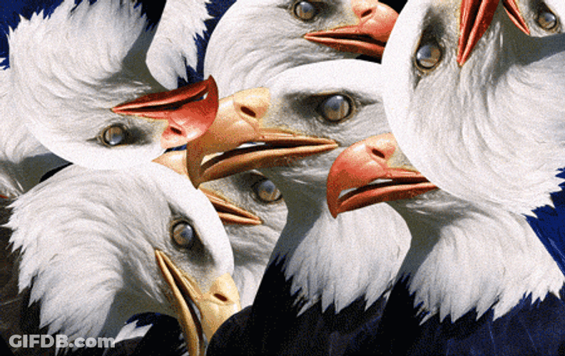 Bald Eagle Heads Image Compilation GIF