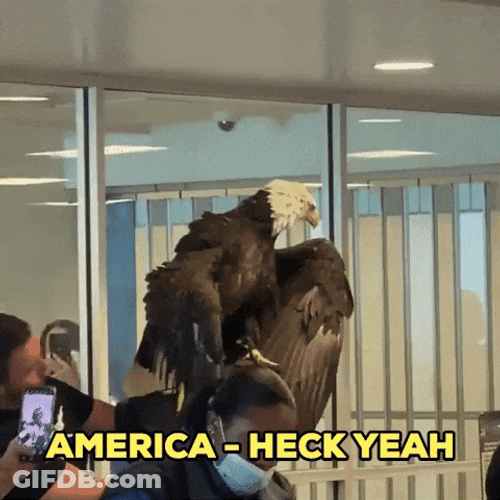 Bald Eagle Heck Yeah GIF
