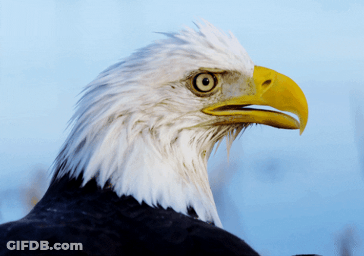 Bald Eagle Long Yellow Beak GIF