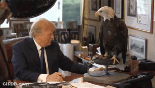 Bald Eagle Next To Donald Trump GIF