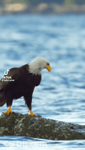 Bald Eagle On Rock In Water GIF