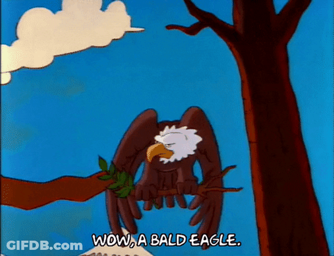 Bald Eagle On Tree Brach GIF