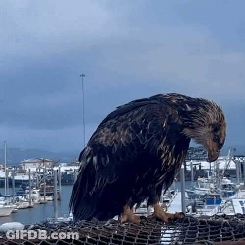 Bald Eagle Perched On A Net GIF