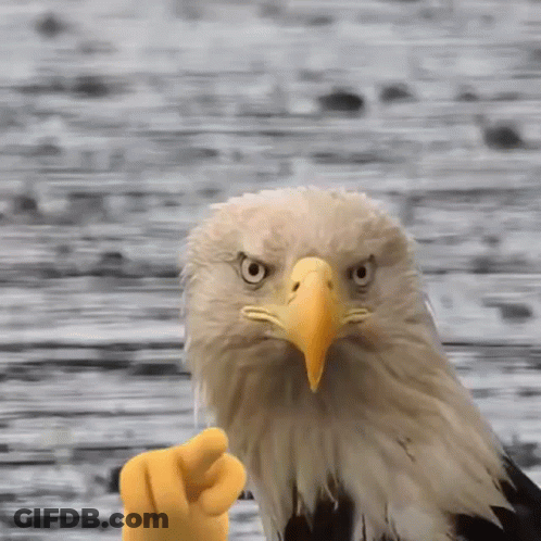 Bald Eagle Pointing GIF
