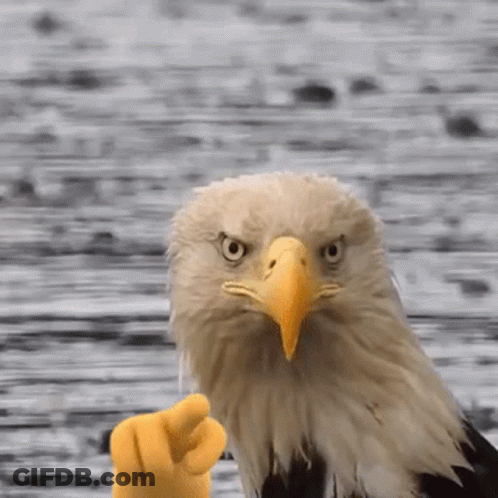 Bald Eagle Pointing GIF