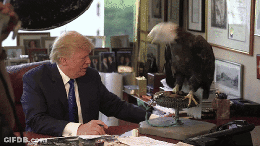 Bald Eagle Raging GIF
