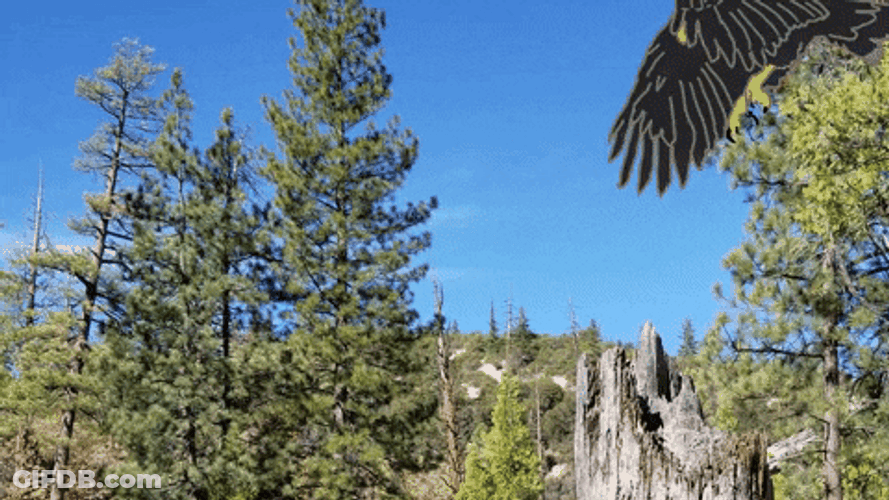 Bald Eagle Saying Hello On Top Of Tree GIF