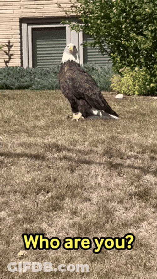 Bald Eagle Says Who Are You GIF