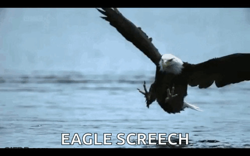 Bald Eagle Screeching Over Water GIF