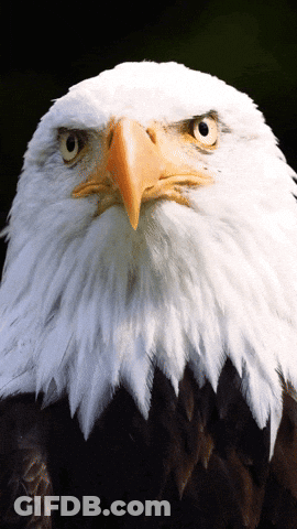 Bald Eagle Sitting On Tree Branch GIF