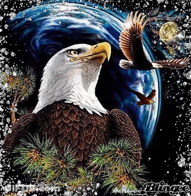 Bald Eagle Sitting On Tree Branch GIF