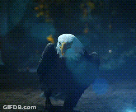 Bald Eagle Standing GIF