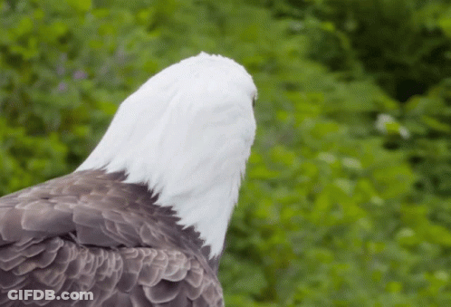 Bald Eagle Standing In Forest GIF