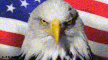 Bald Eagle Standing In Front Of Flag GIF