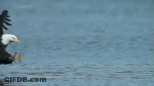 Bald Eagle Standing In Water With Wings Outstretched GIF